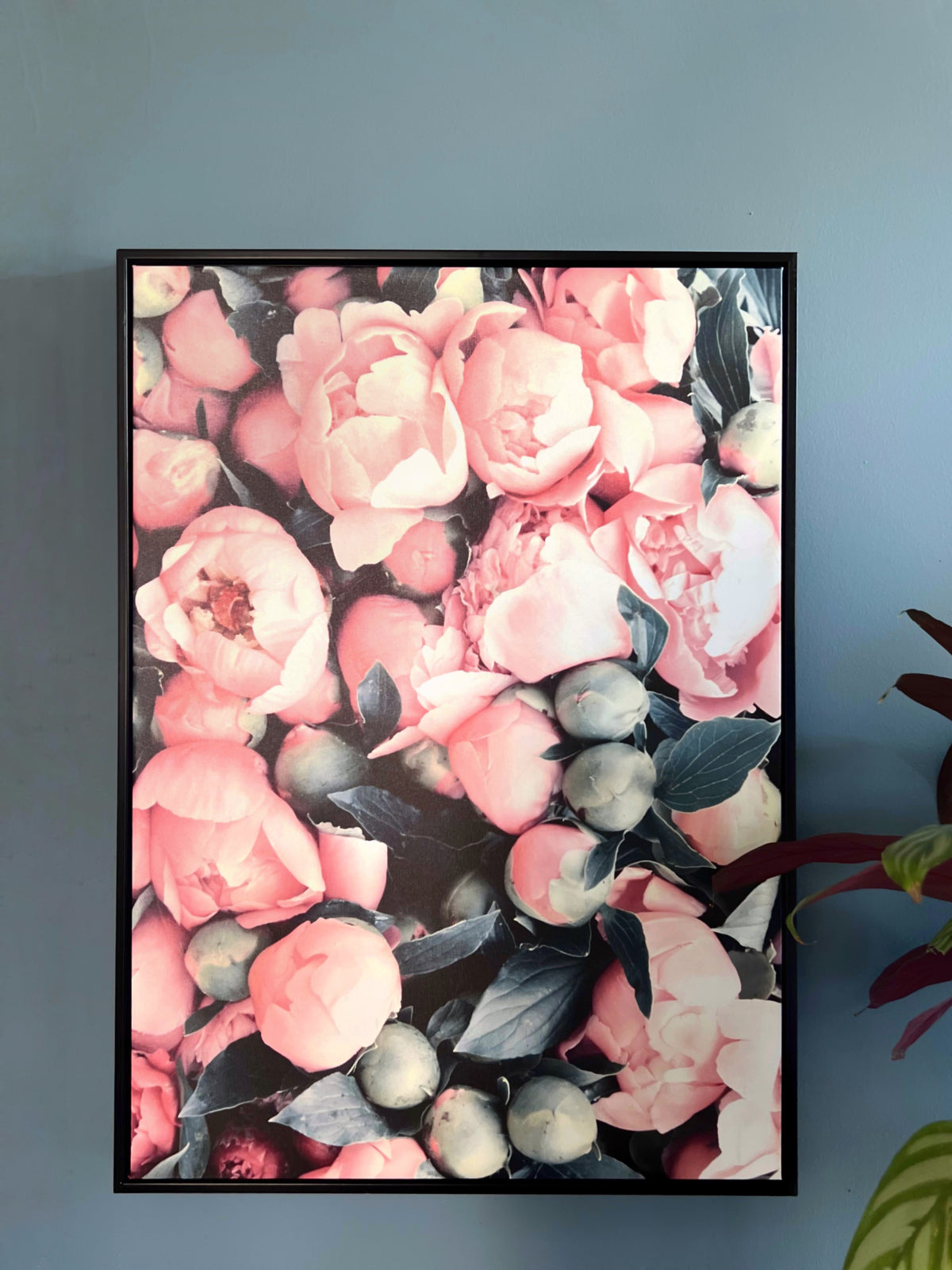 Cuadro Peonías Borde Negro