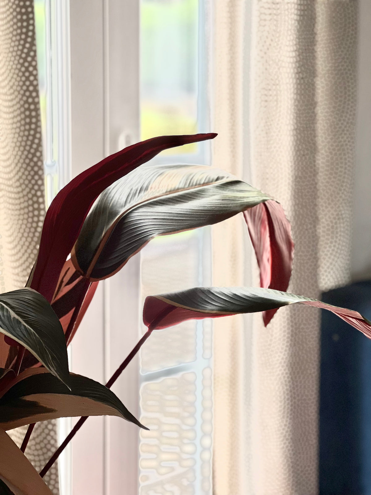Stromanthe Calathea Artificial