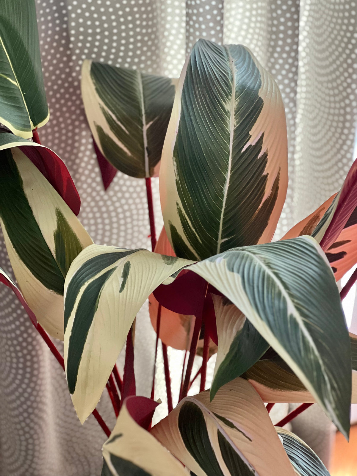 Stromanthe Calathea Artificial