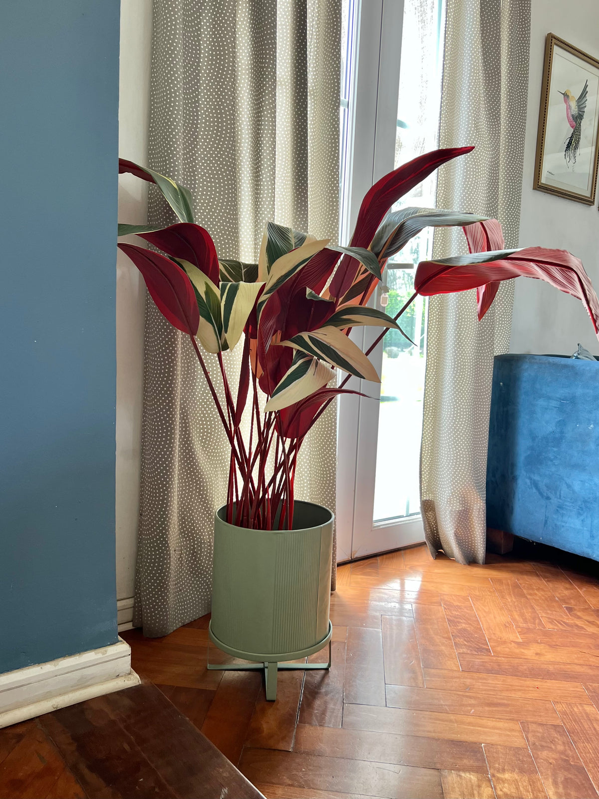 Stromanthe Calathea Artificial