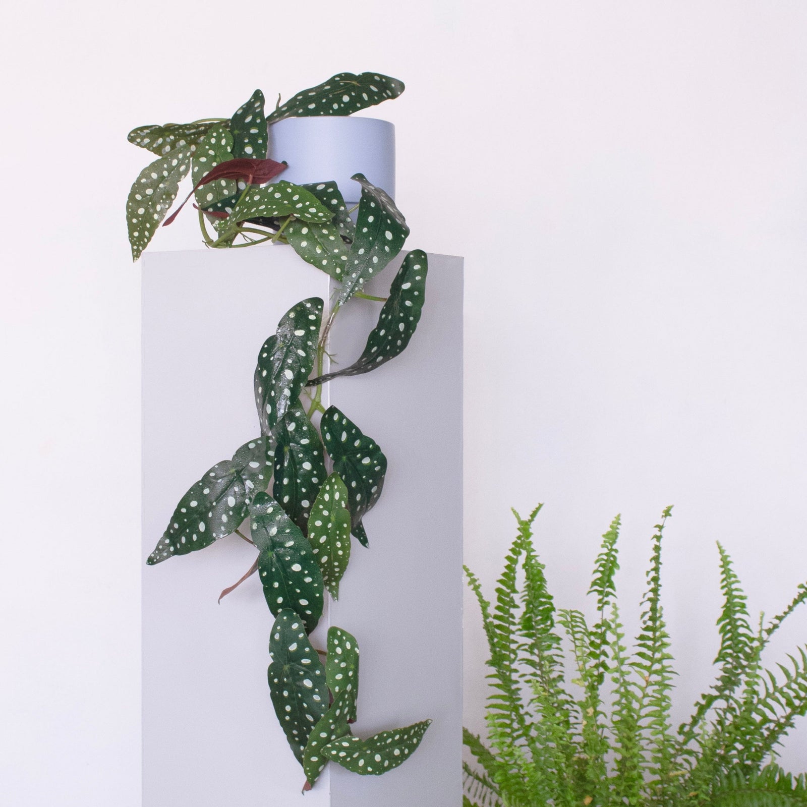 Begonia Artificial Todo por ti 