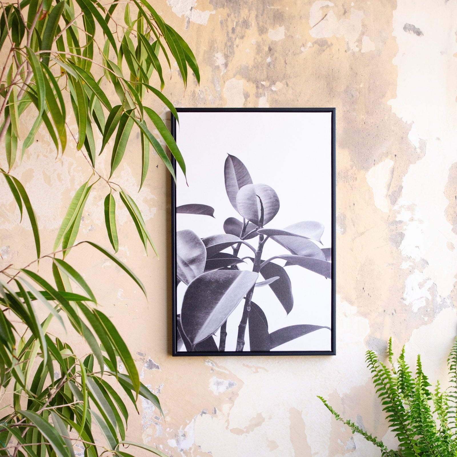 Cuadro Gomero Blanco y Negro Deco por ti Marco Negro 