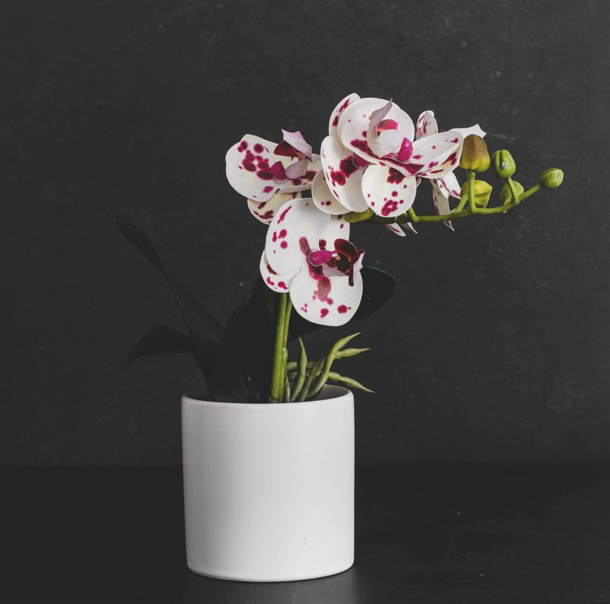 Orquídea Pintitas en Macetero Deco por ti 